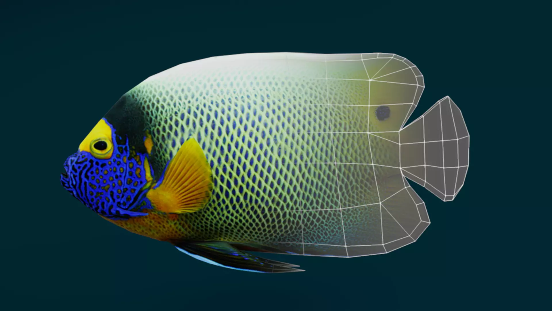 Coral Reef Fish Collection Animated - Game Ready pack 1 Low-poly 3D model_47