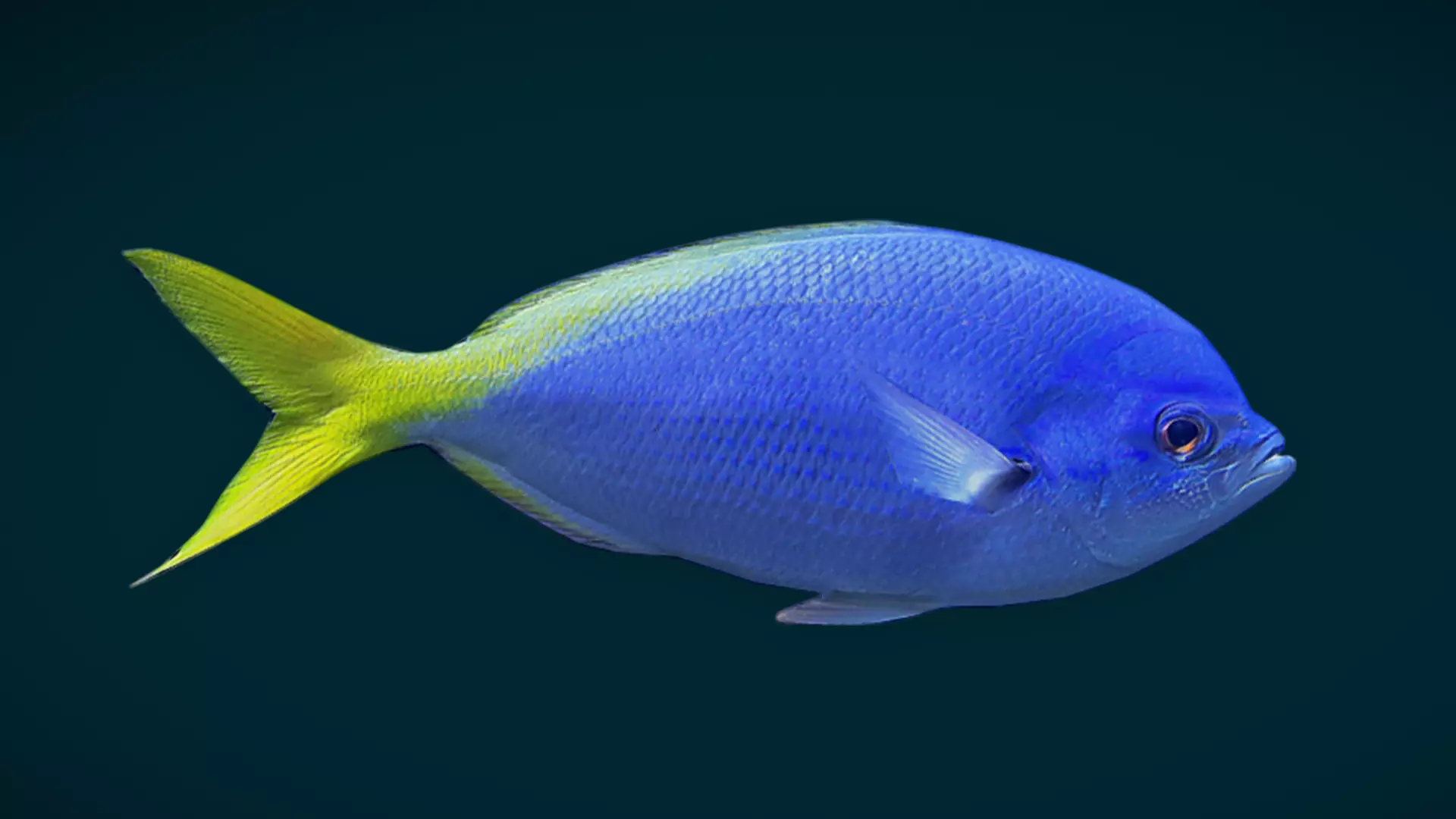 Coral Reef Fish Collection Animated - Game Ready pack 1 Low-poly 3D model_16