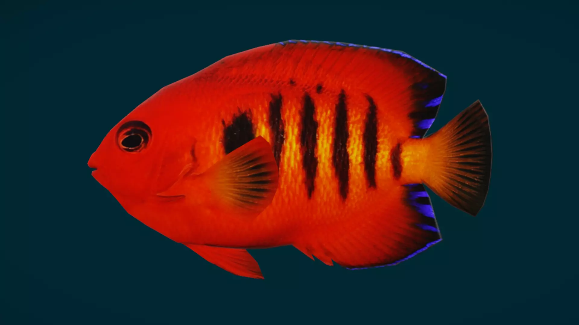 Coral Reef Fish Collection Animated - Game Ready pack 1 Low-poly 3D model_28