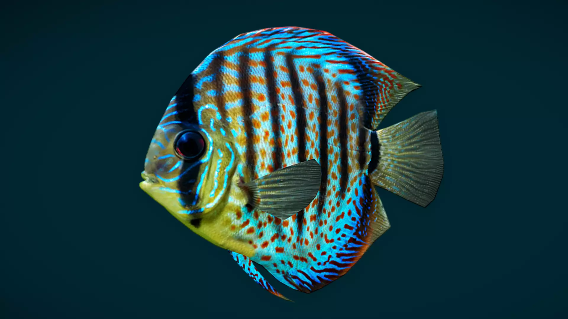 Coral Reef Fish Collection Animated - Game Ready pack 1 Low-poly 3D model_35
