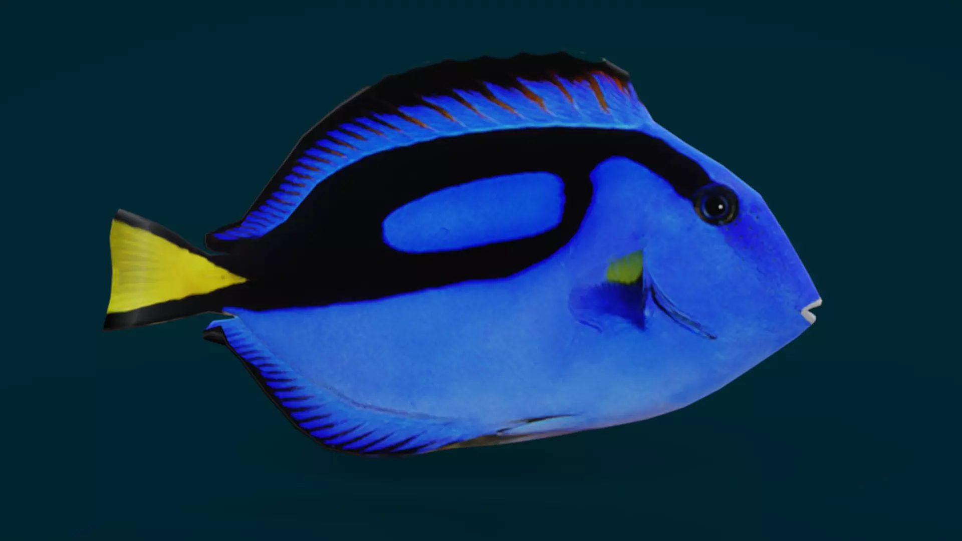 Coral Reef Fish Collection Animated - Game Ready pack 1 Low-poly 3D model_44