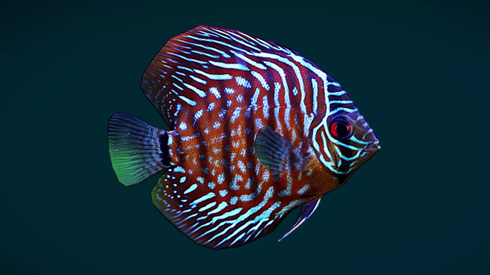 Coral Reef Fish Collection Animated - Game Ready pack 1 Low-poly 3D model_49