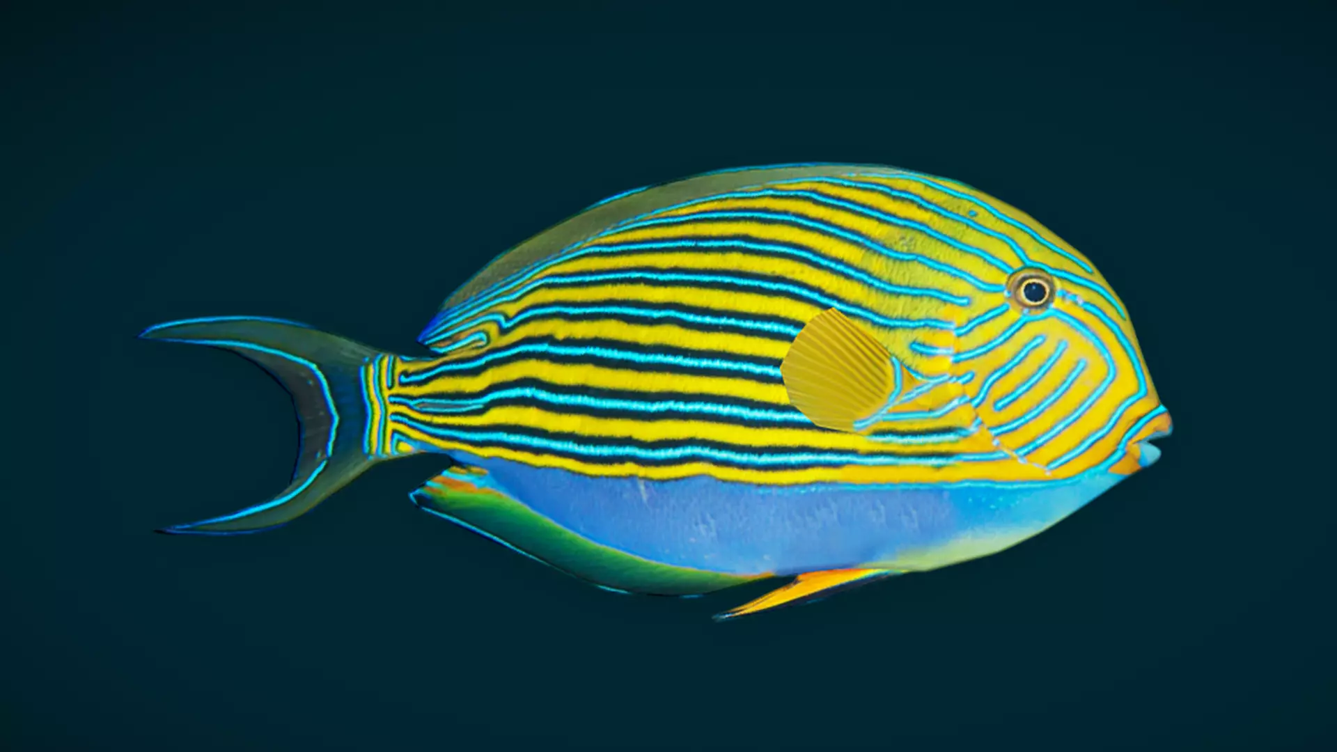 Coral Reef Fish Collection Animated - Game Ready pack 1 Low-poly 3D model_54