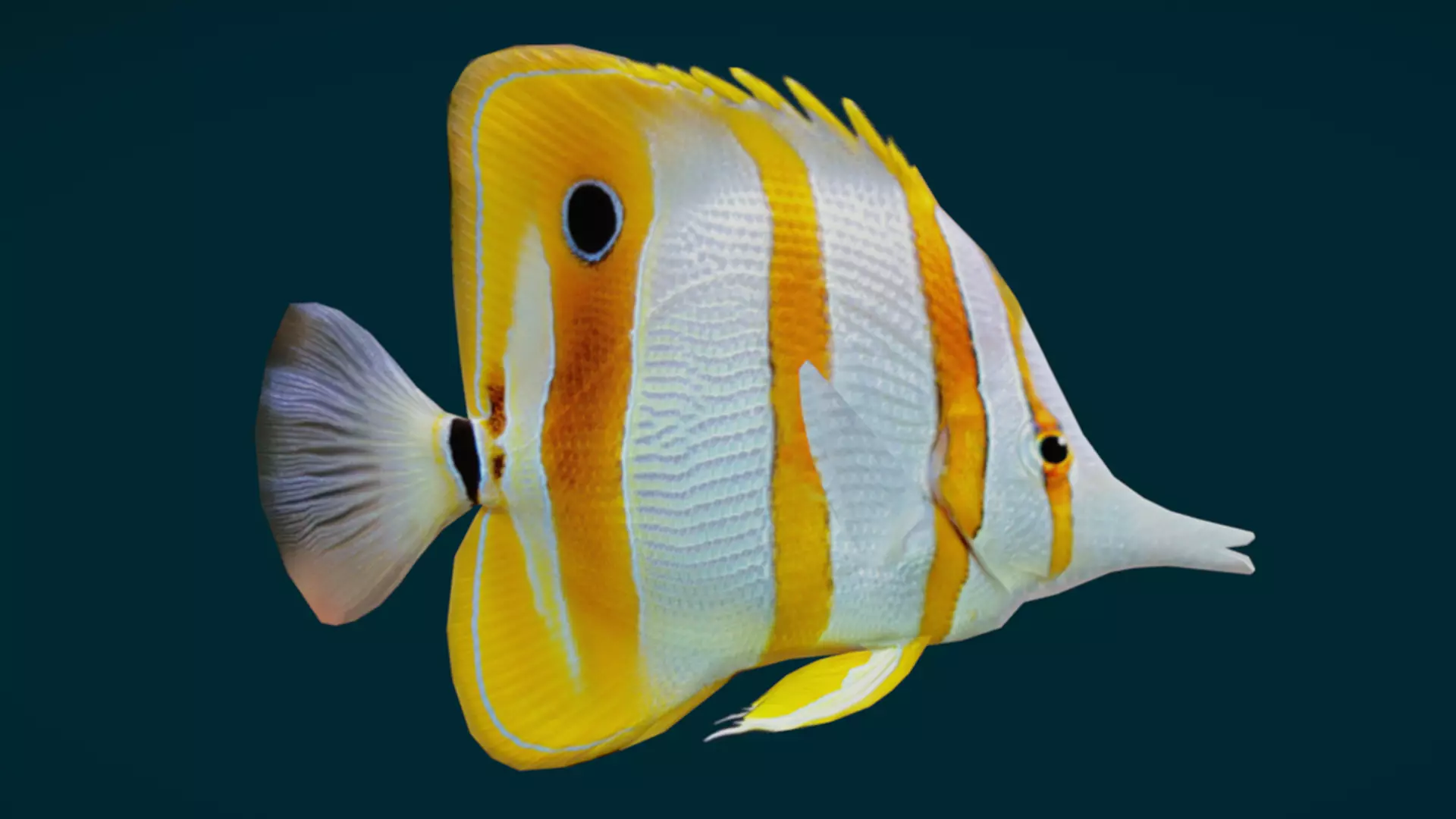 Coral Reef Fish Collection Animated - Game Ready pack 1 Low-poly 3D model_12