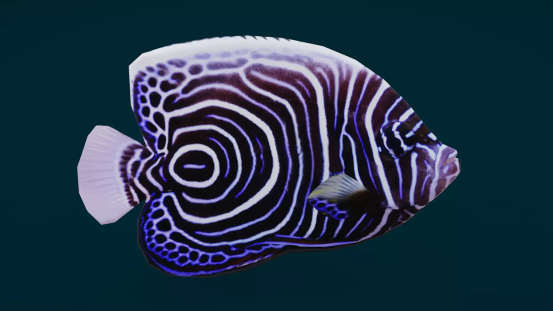 Coral Reef Fish Collection Animated - Game Ready pack 1 Low-poly 3D model_42