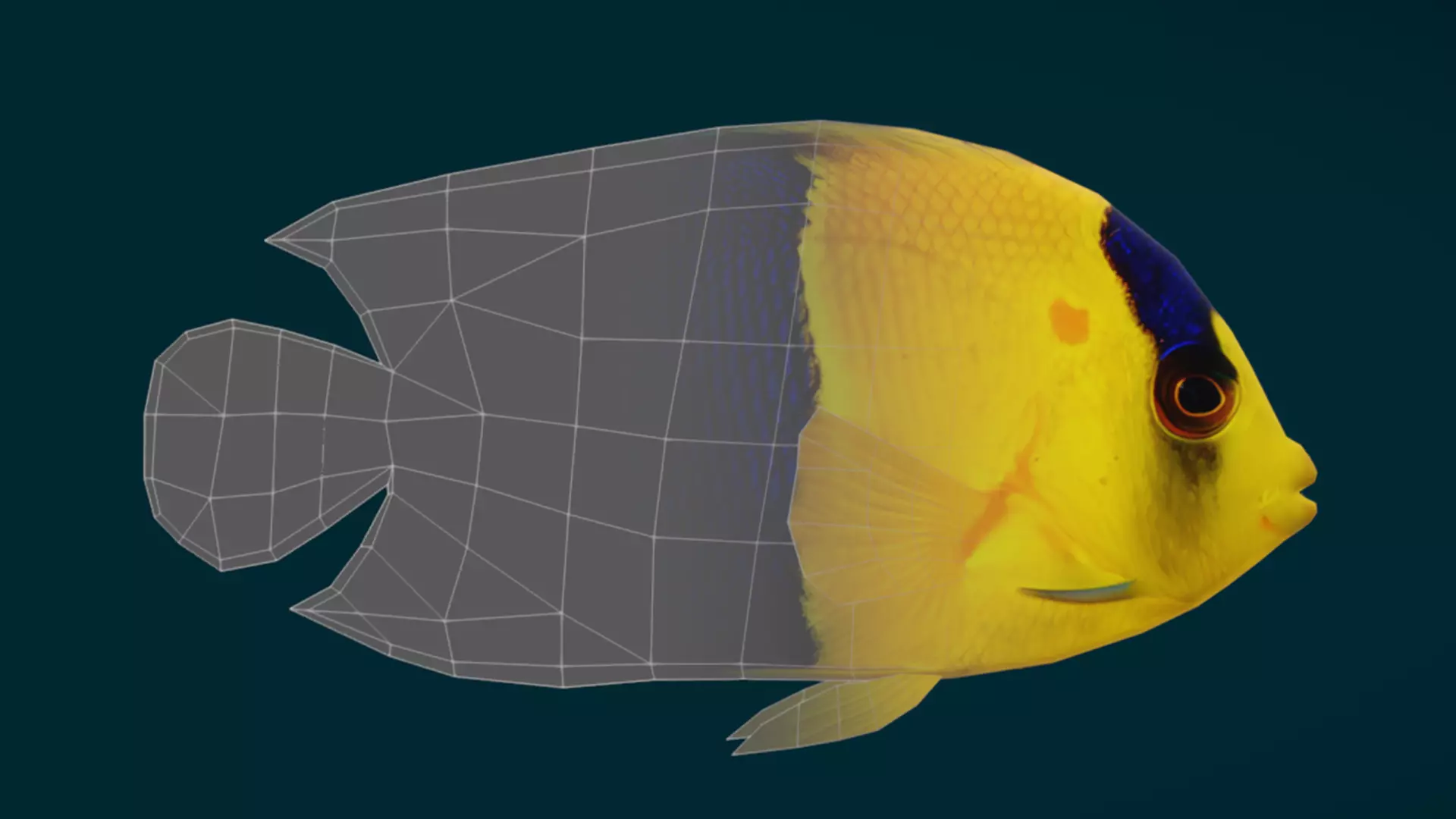 Coral Reef Fish Collection Animated - Game Ready pack 1 Low-poly 3D model_33