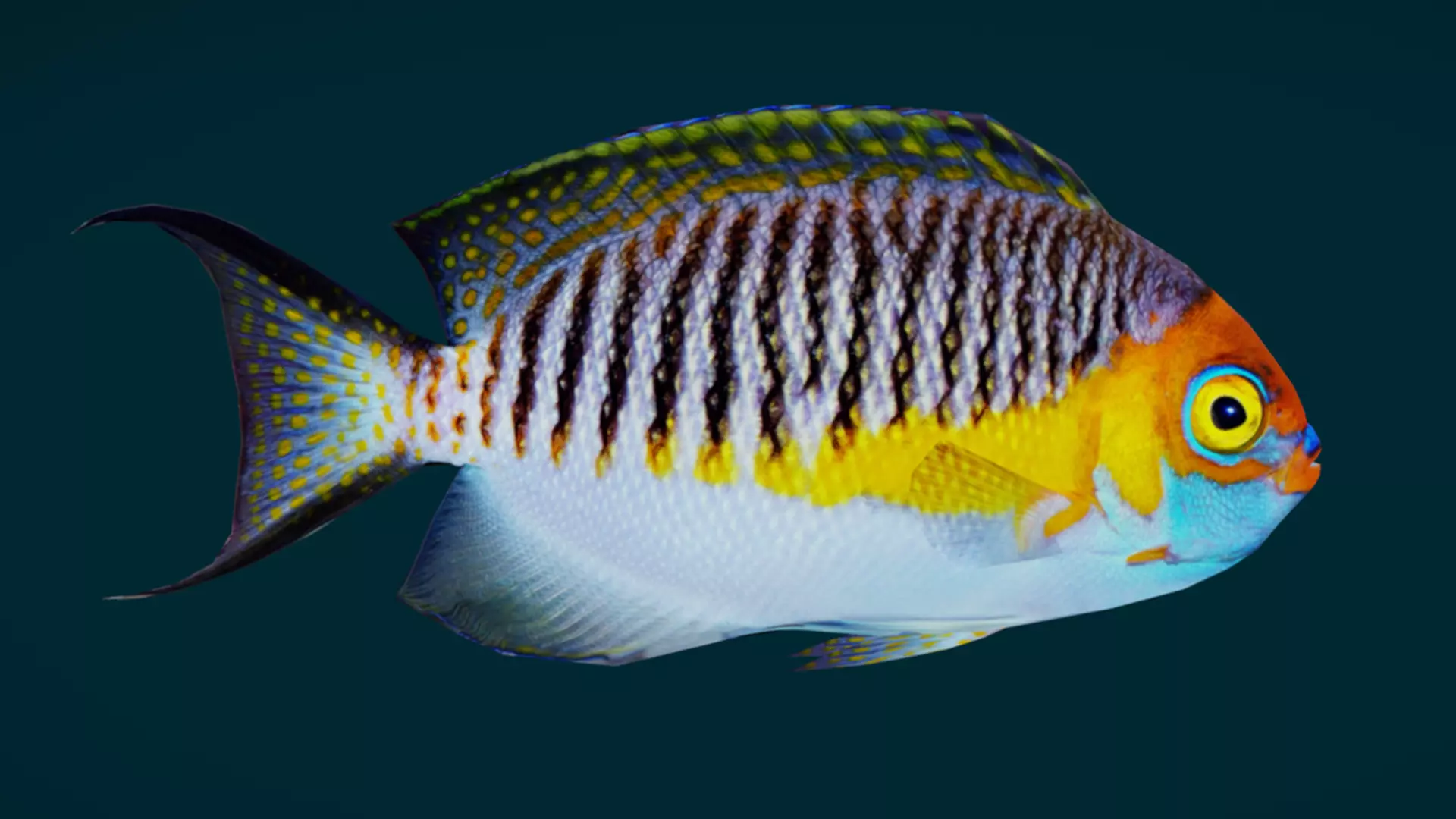 Coral Reef Fish Collection Animated - Game Ready pack 1 Low-poly 3D model_39