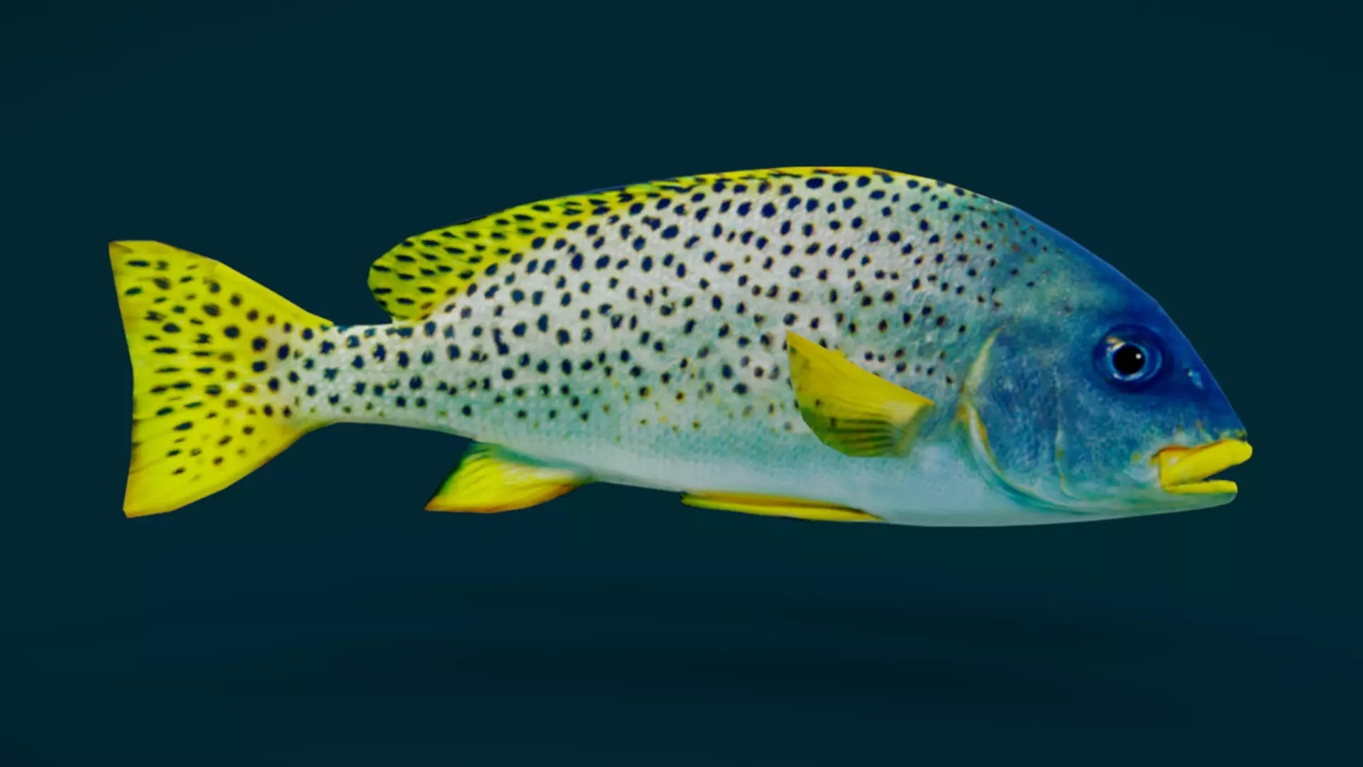 Coral Reef Fish Collection Animated - Game Ready pack 1 Low-poly 3D model_14