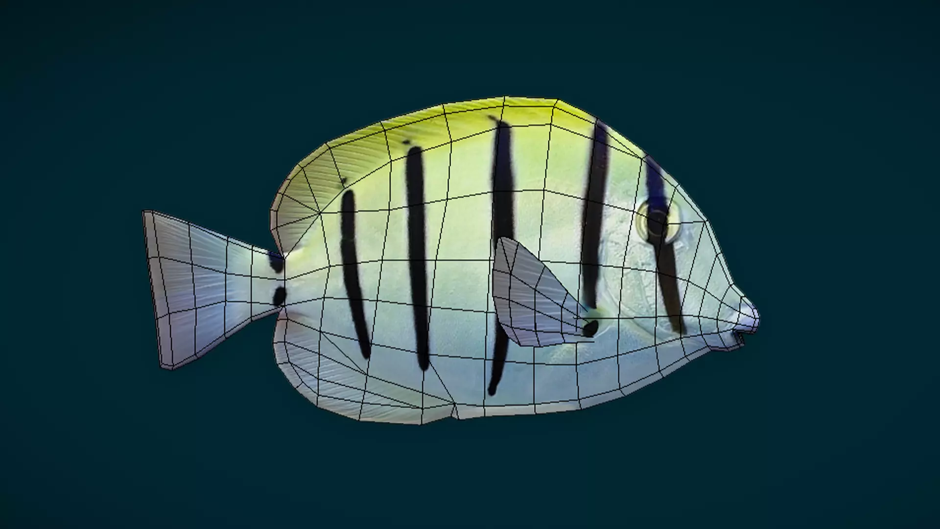 Coral Reef Fish Collection Animated - Game Ready pack 1 Low-poly 3D model_25