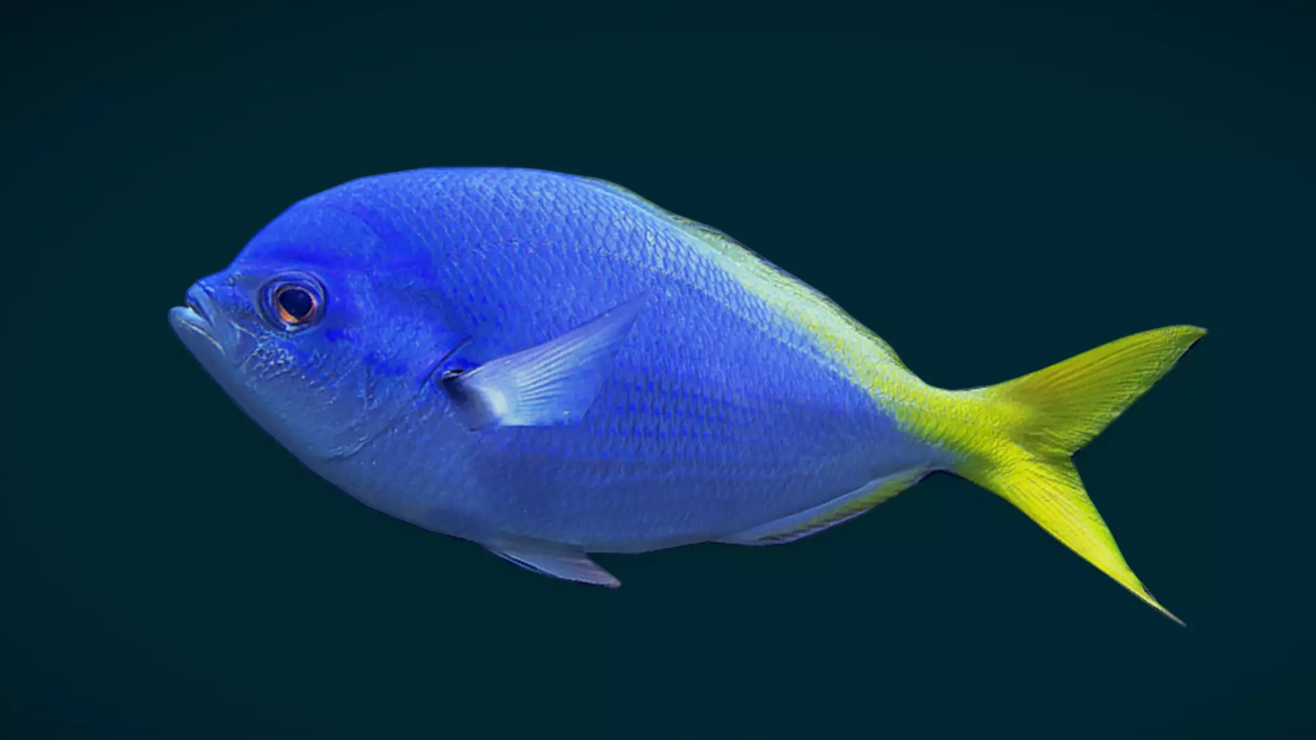 Coral Reef Fish Collection Animated - Game Ready pack 1 Low-poly 3D model_17