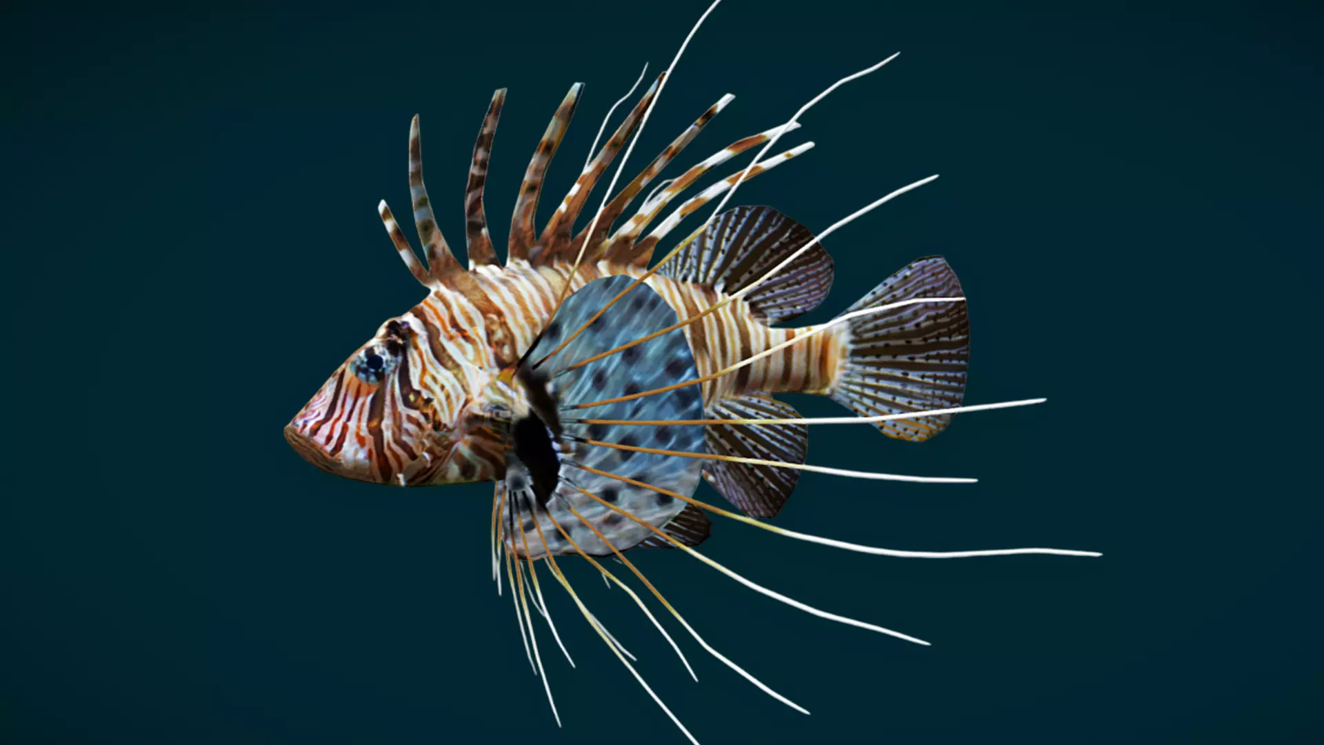 Coral Reef Fish Collection Animated - Game Ready pack 1 Low-poly 3D model_58