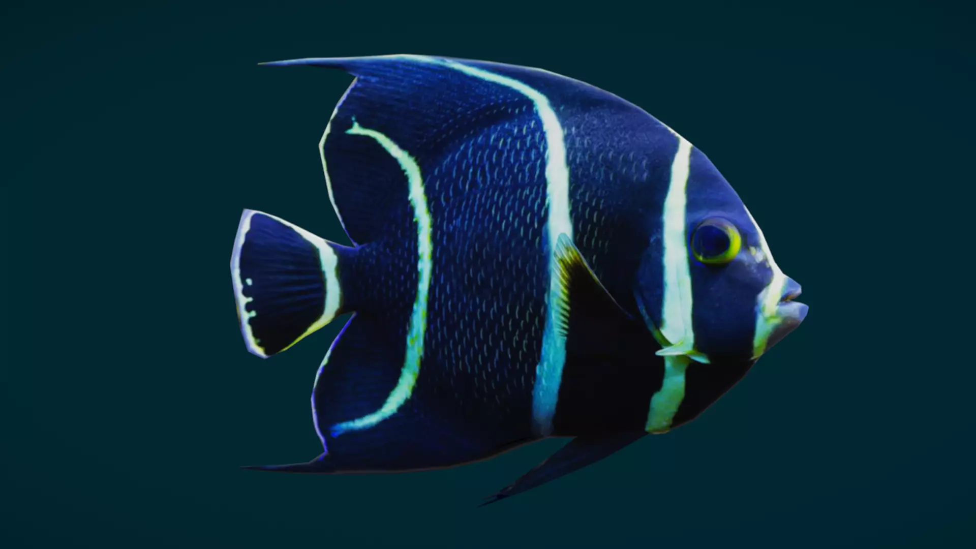 Coral Reef Fish Collection Animated - Game Ready pack 1 Low-poly 3D model_20