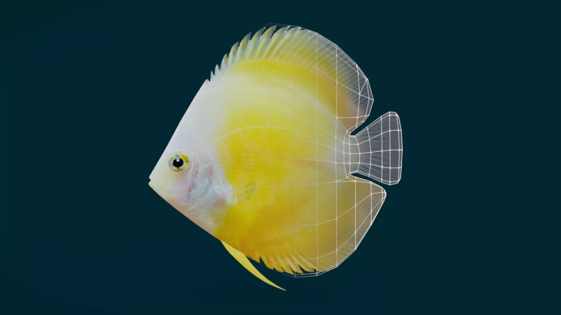 Coral Reef Fish Collection Animated - Game Ready pack 1 Low-poly 3D model_37