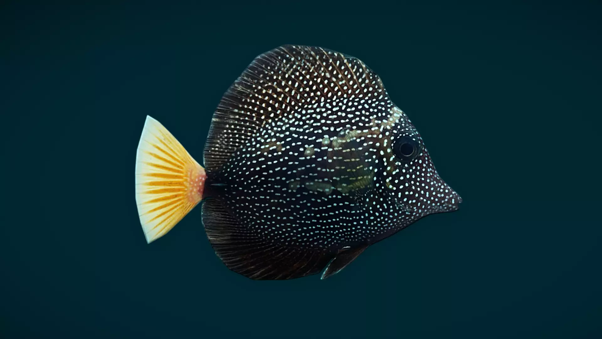 Coral Reef Fish Collection Animated - Game Ready pack 1 Low-poly 3D model_60