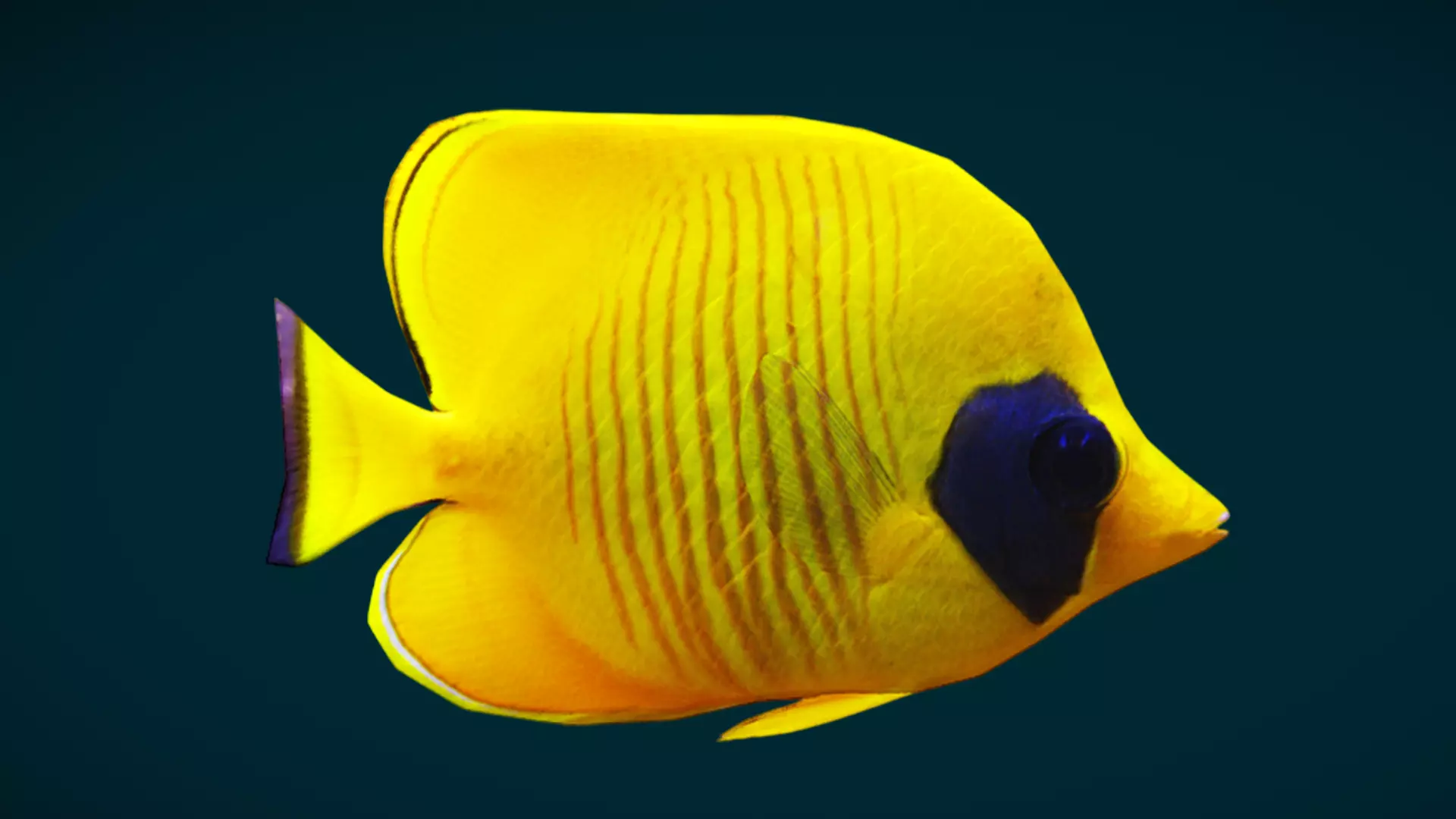 Coral Reef Fish Collection Animated - Game Ready pack 1 Low-poly 3D model_57