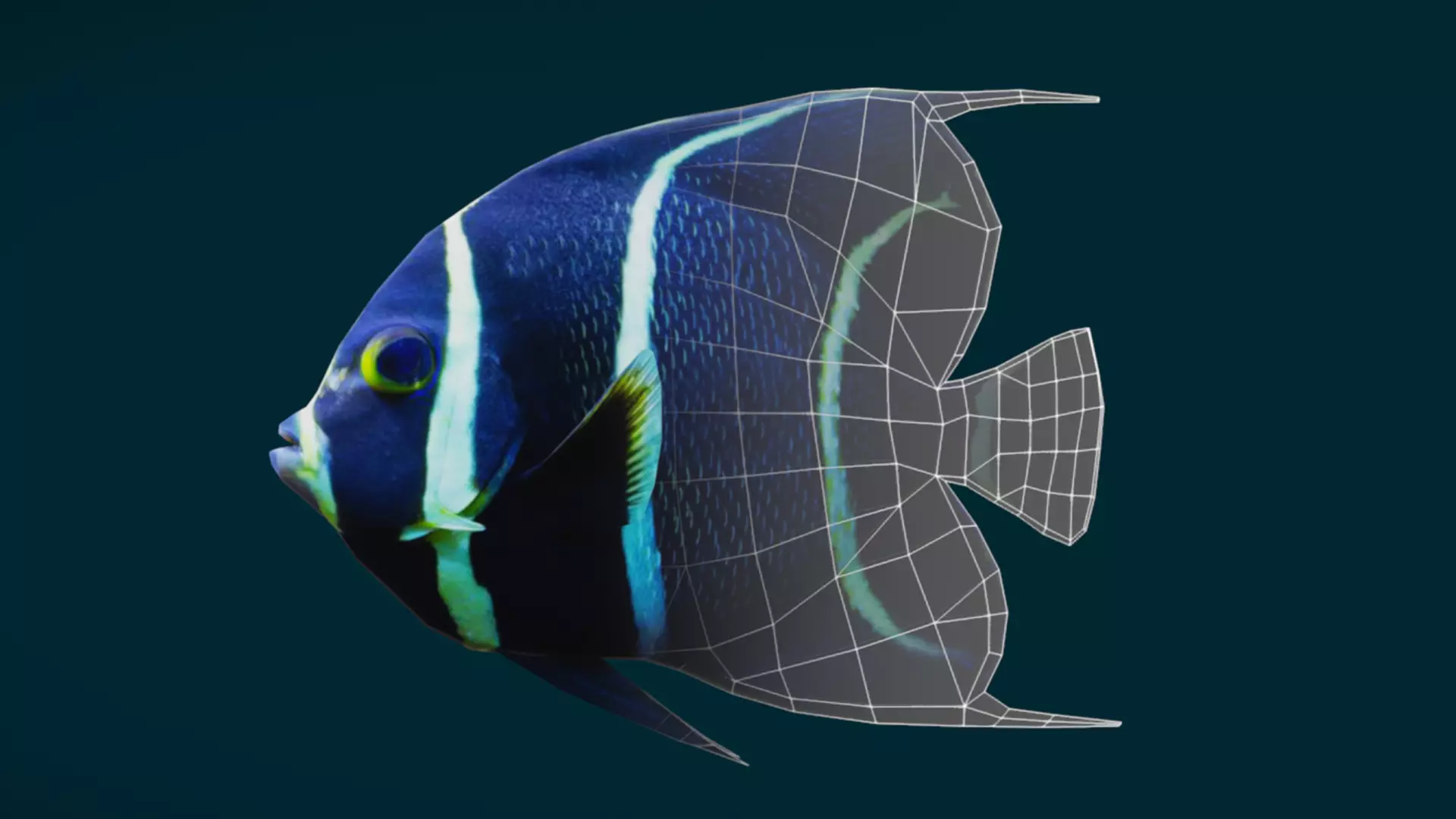Coral Reef Fish Collection Animated - Game Ready pack 1 Low-poly 3D model_21