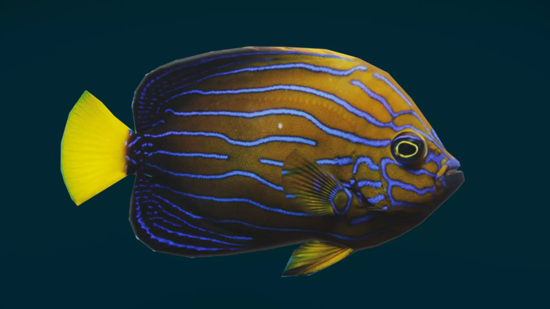 Coral Reef Fish Collection Animated - Game Ready pack 1 Low-poly 3D model_50