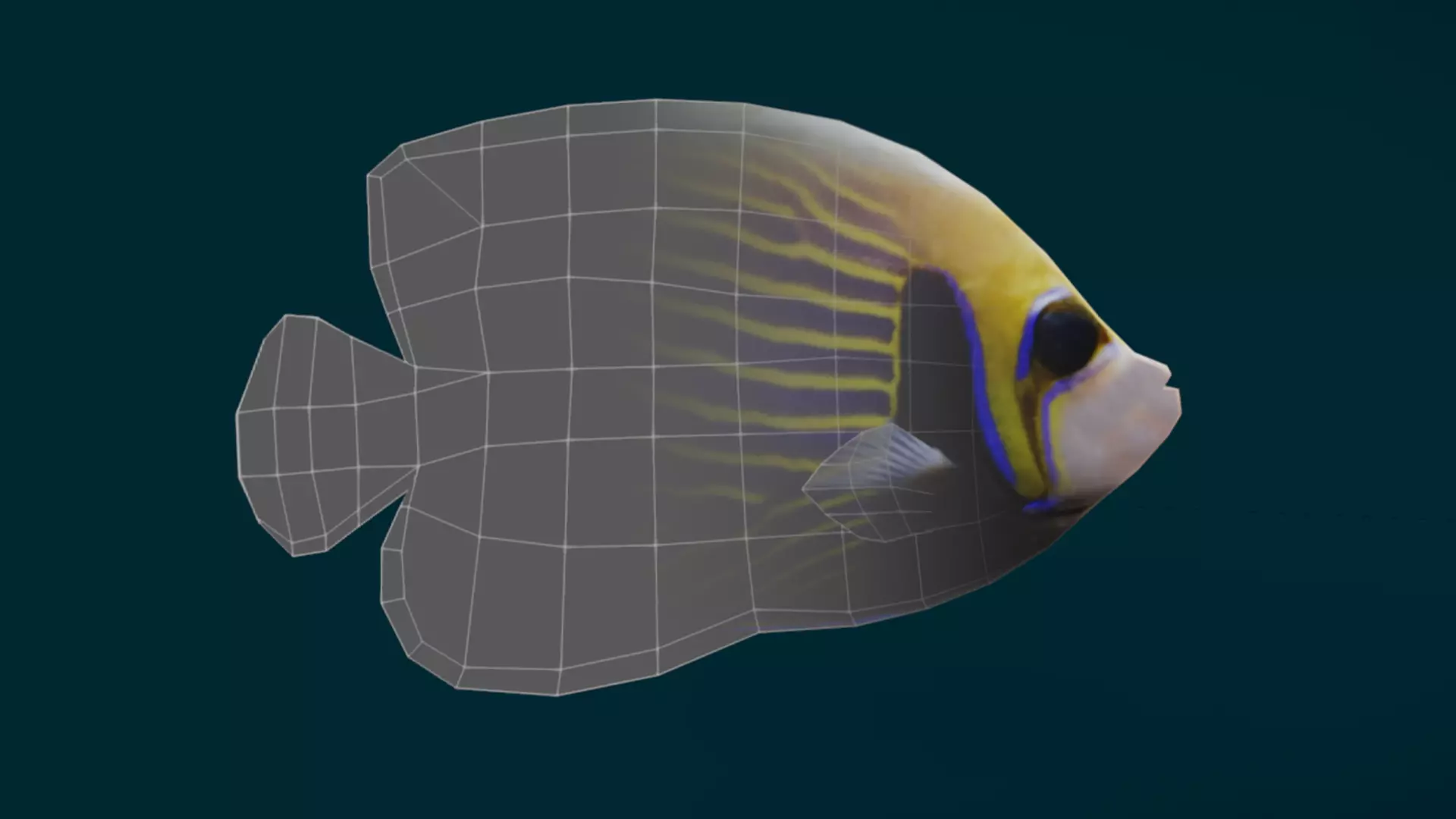 Coral Reef Fish Collection Animated - Game Ready pack 1 Low-poly 3D model_53