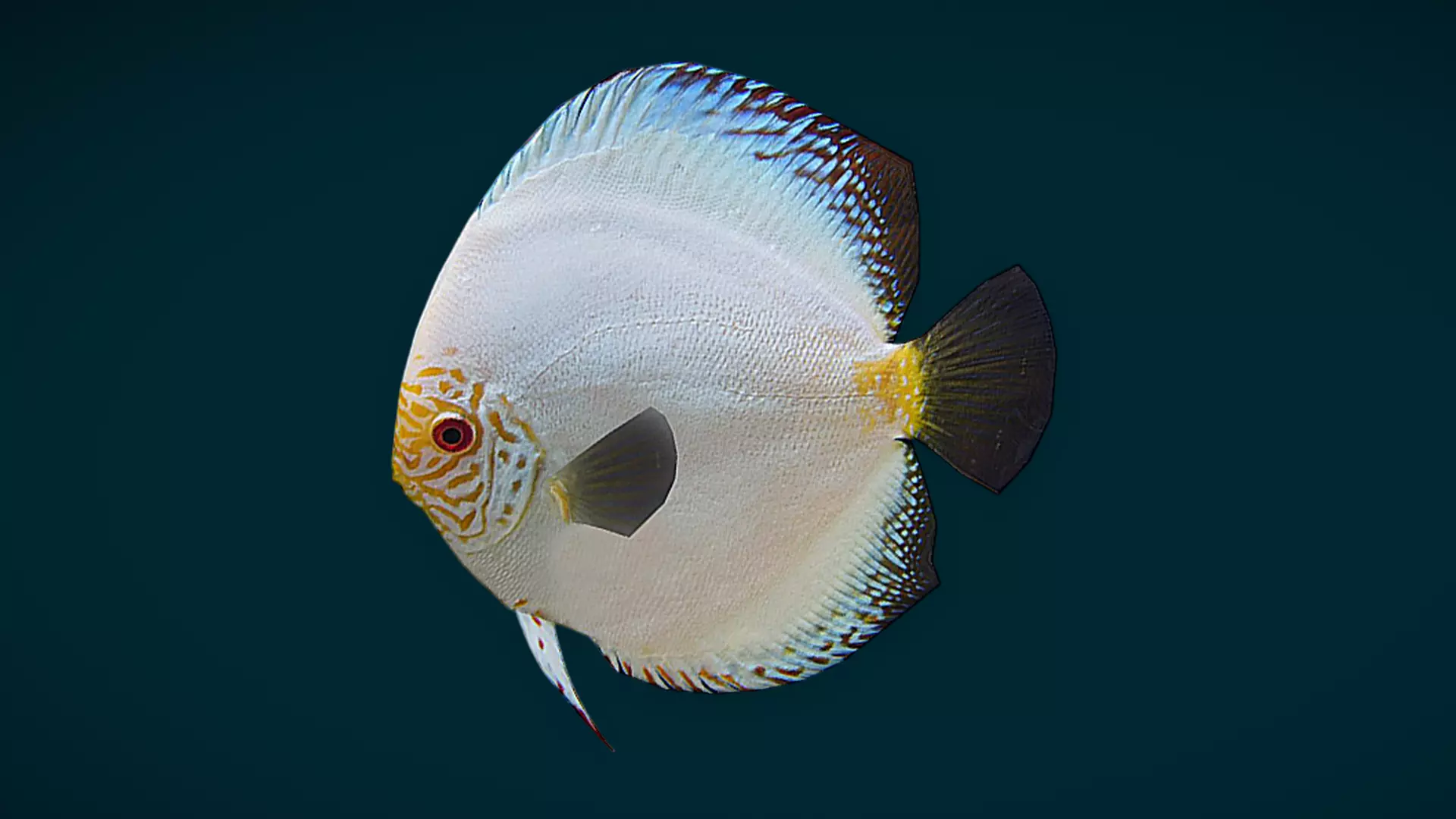 Coral Reef Fish Collection Animated - Game Ready pack 1 Low-poly 3D model_61