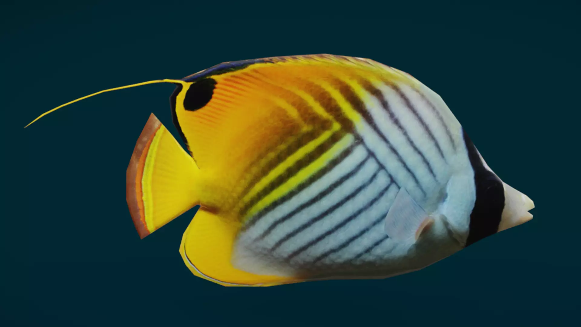 Coral Reef Fish Collection Animated - Game Ready pack 1 Low-poly 3D model_26