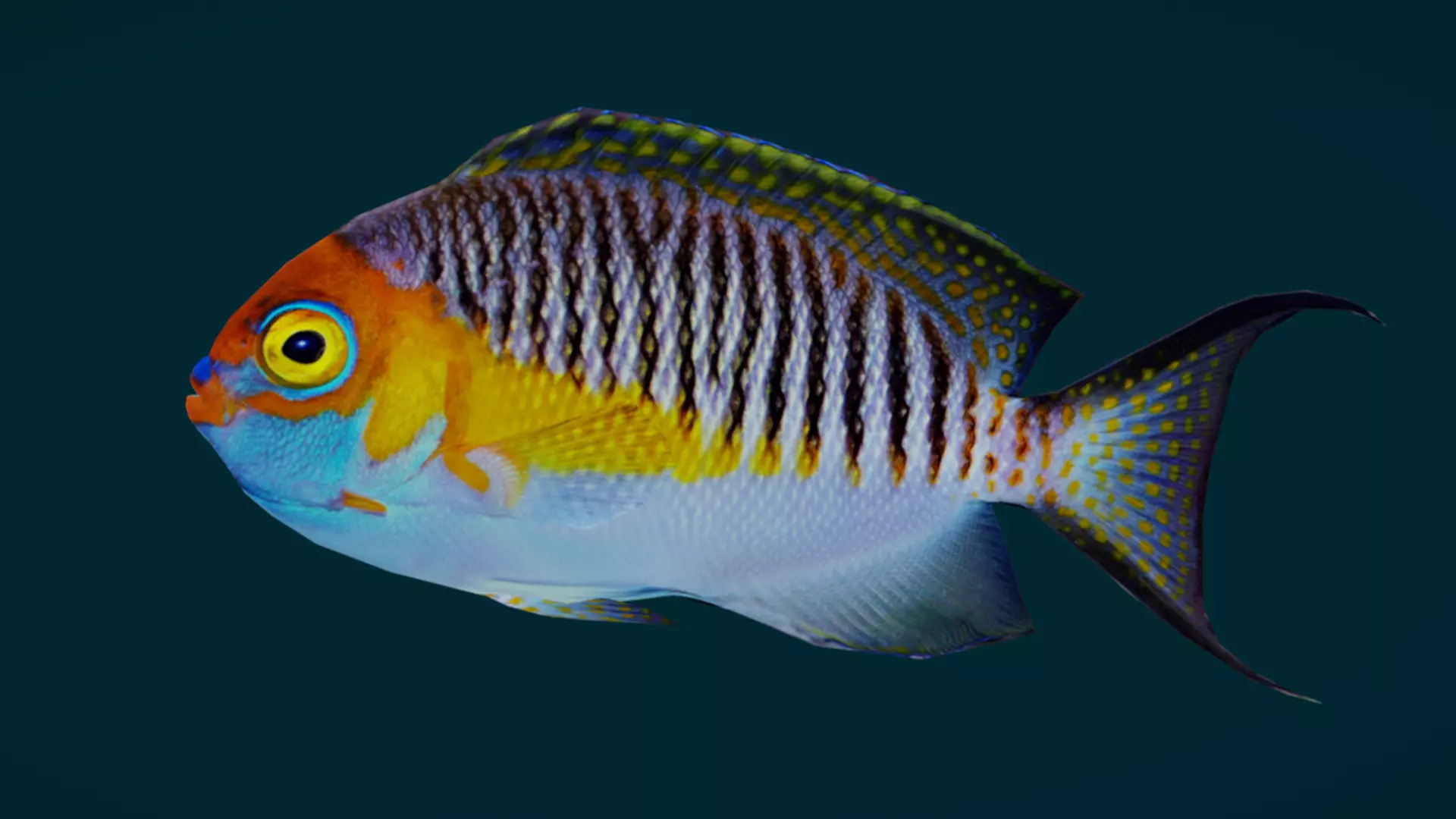 Coral Reef Fish Collection Animated - Game Ready pack 1 Low-poly 3D model_38