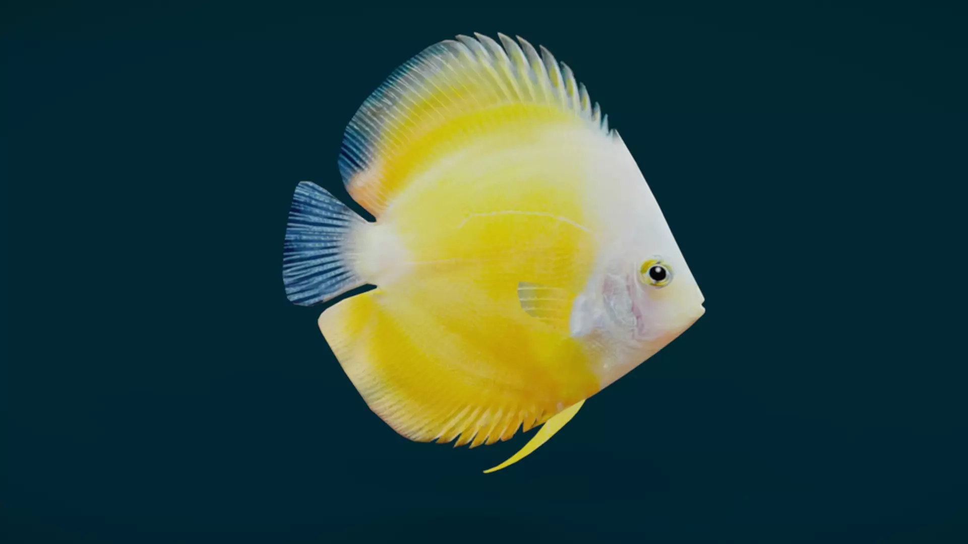 Coral Reef Fish Collection Animated - Game Ready pack 1 Low-poly 3D model_36