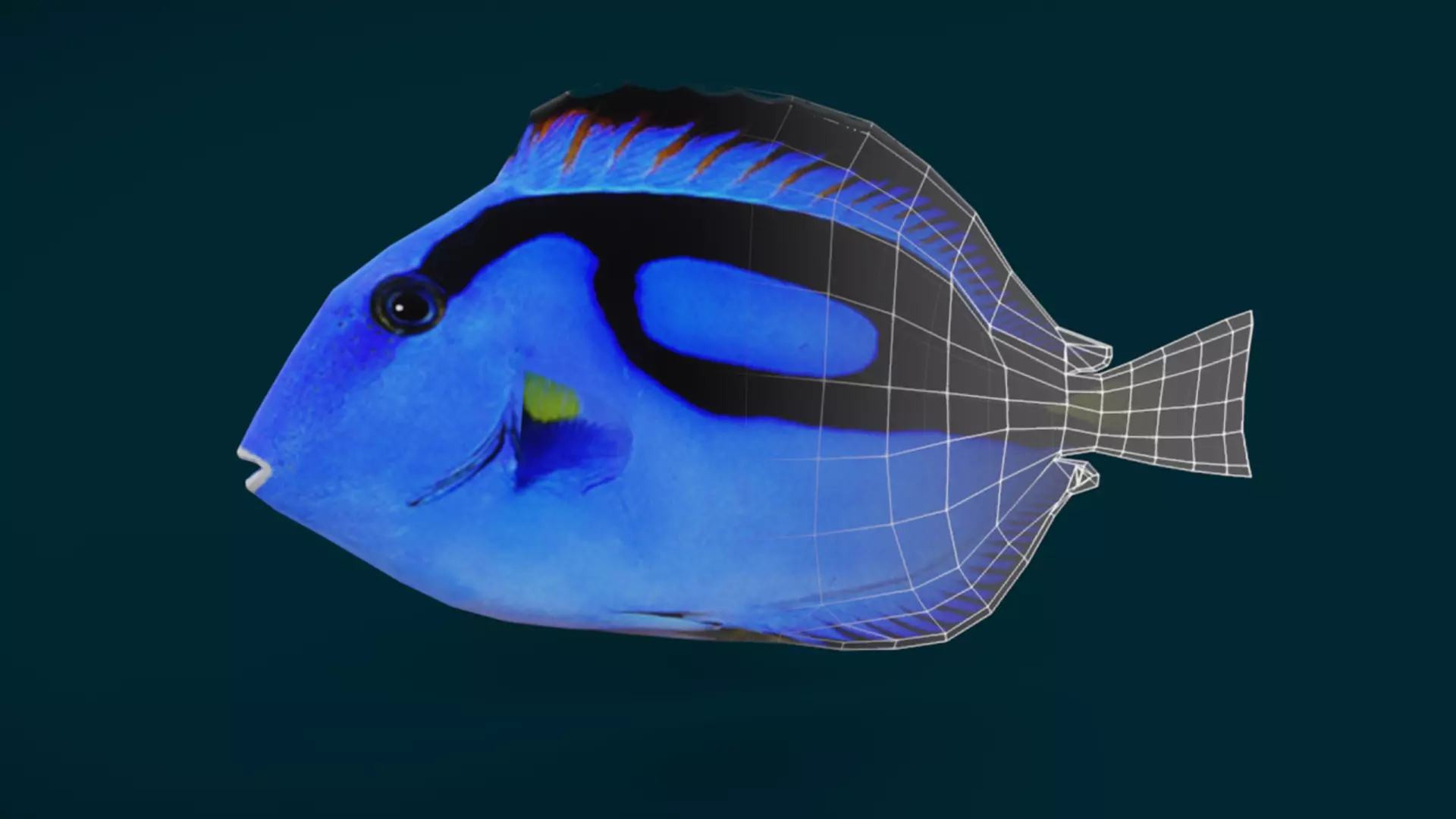 Coral Reef Fish Collection Animated - Game Ready pack 1 Low-poly 3D model_45