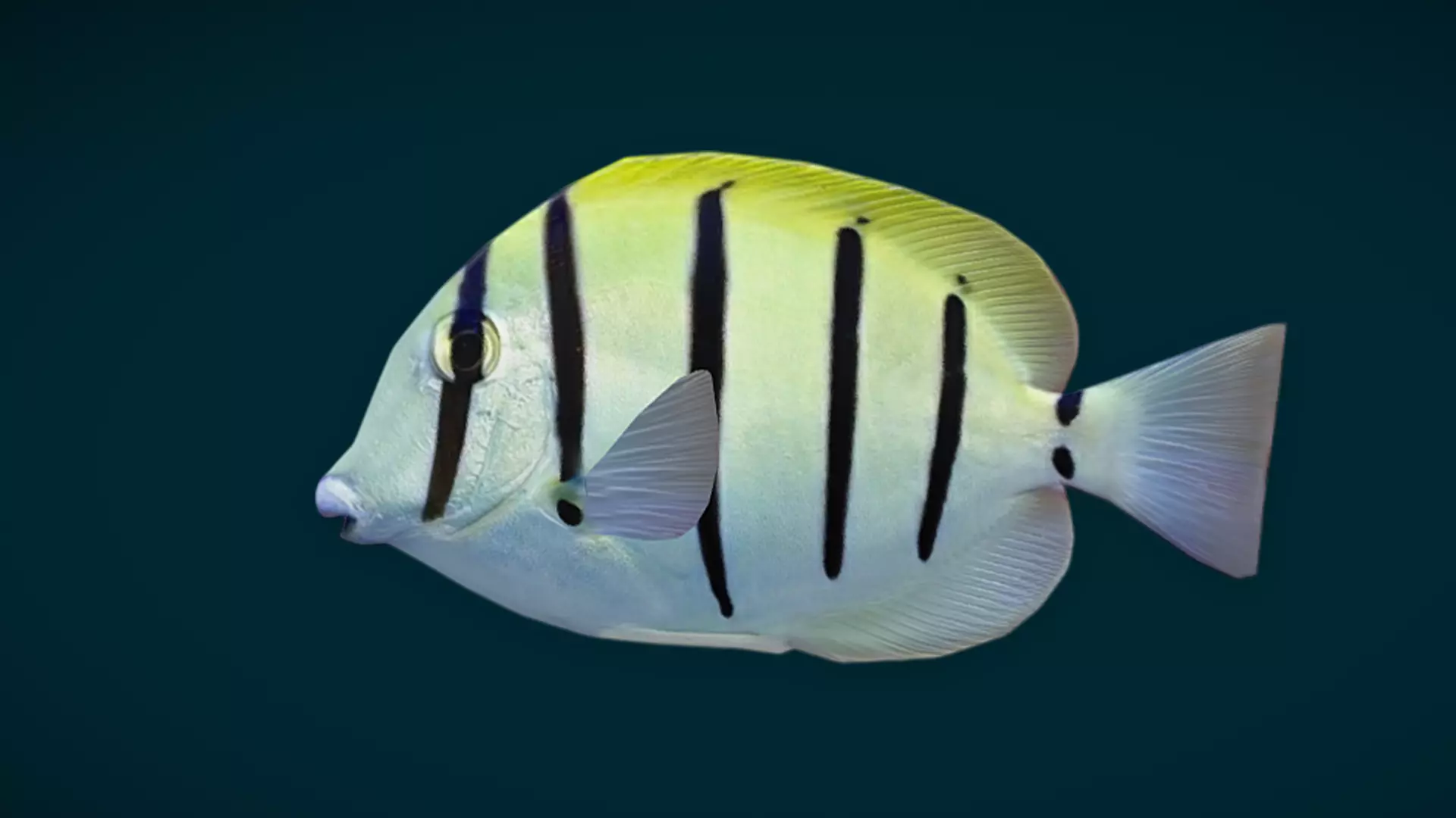 Coral Reef Fish Collection Animated - Game Ready pack 1 Low-poly 3D model_24