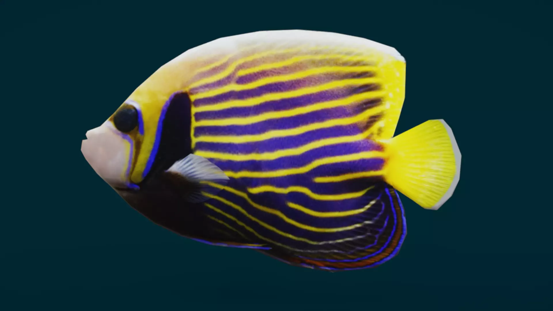 Coral Reef Fish Collection Animated - Game Ready pack 1 Low-poly 3D model_52