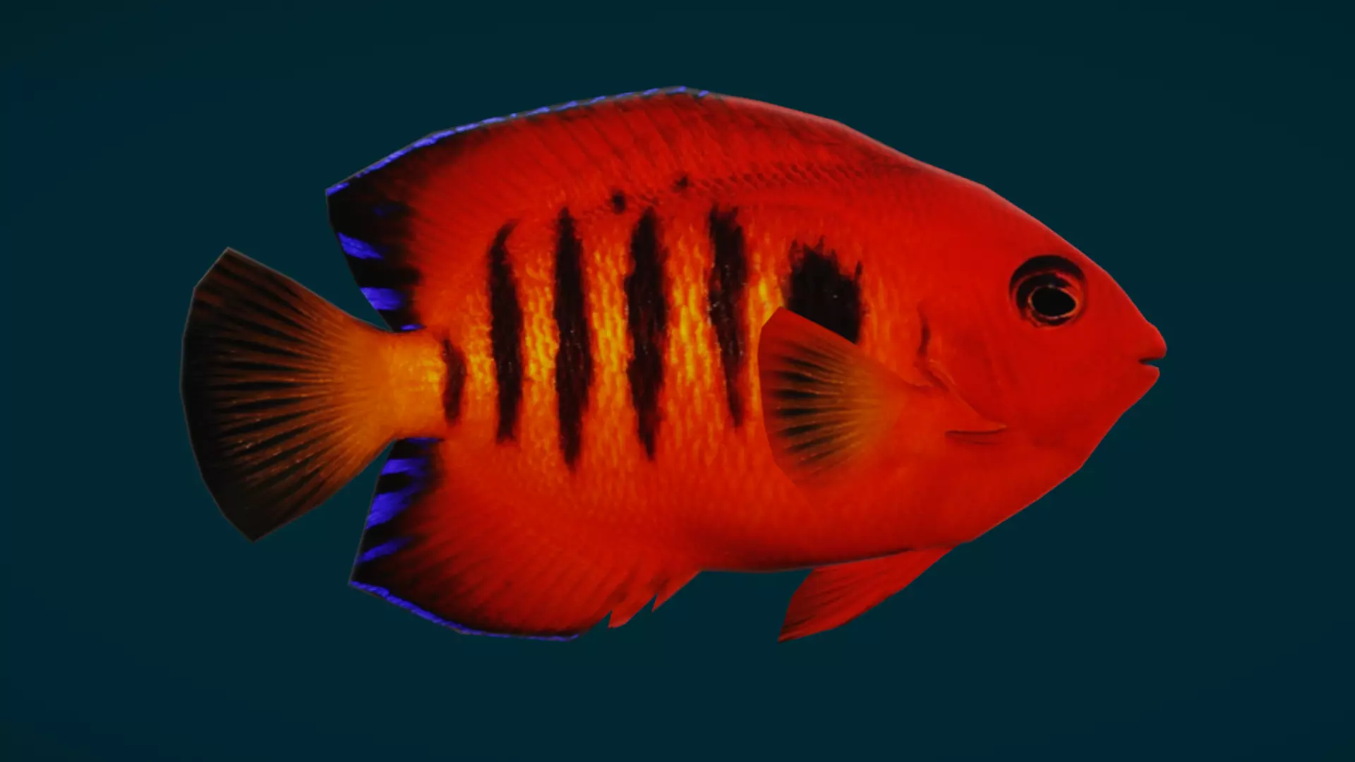 Coral Reef Fish Collection Animated - Game Ready pack 1 Low-poly 3D model_29