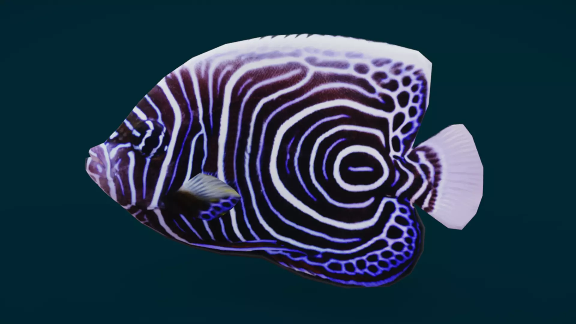 Coral Reef Fish Collection Animated - Game Ready pack 1 Low-poly 3D model_43