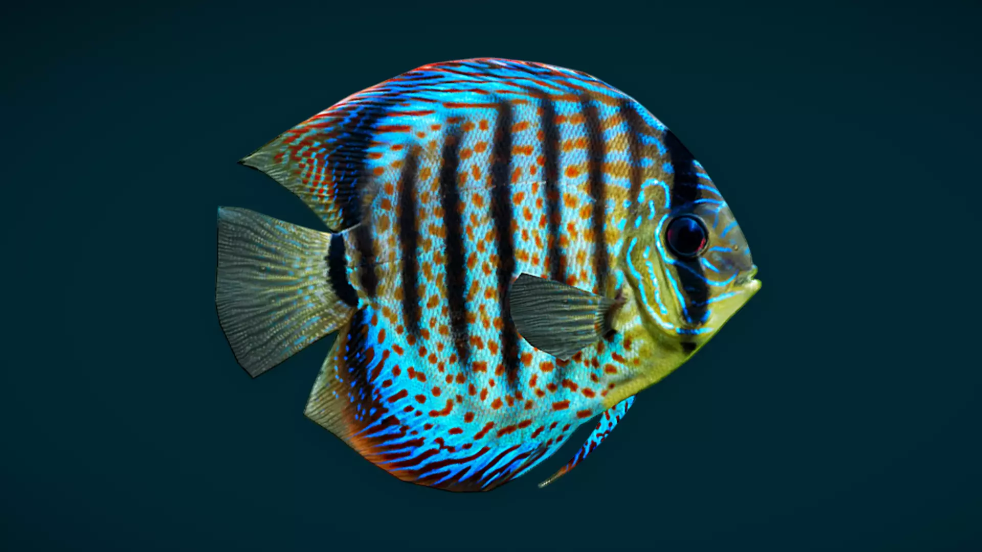 Coral Reef Fish Collection Animated - Game Ready pack 1 Low-poly 3D model_34