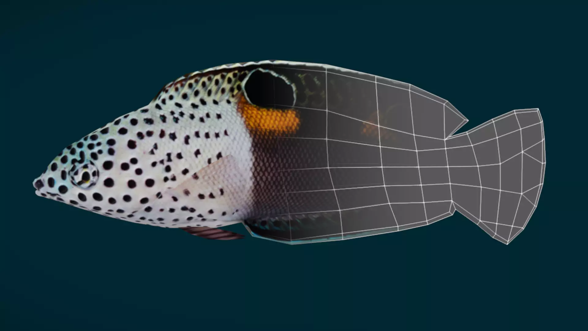 Coral Reef Fish Collection Animated - Game Ready pack 1 Low-poly 3D model_19