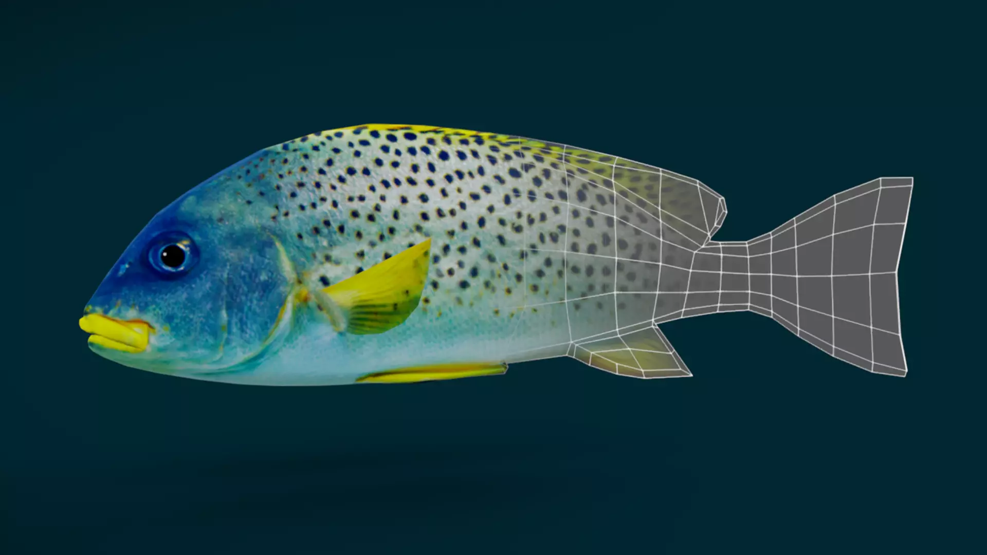 Coral Reef Fish Collection Animated - Game Ready pack 1 Low-poly 3D model_15