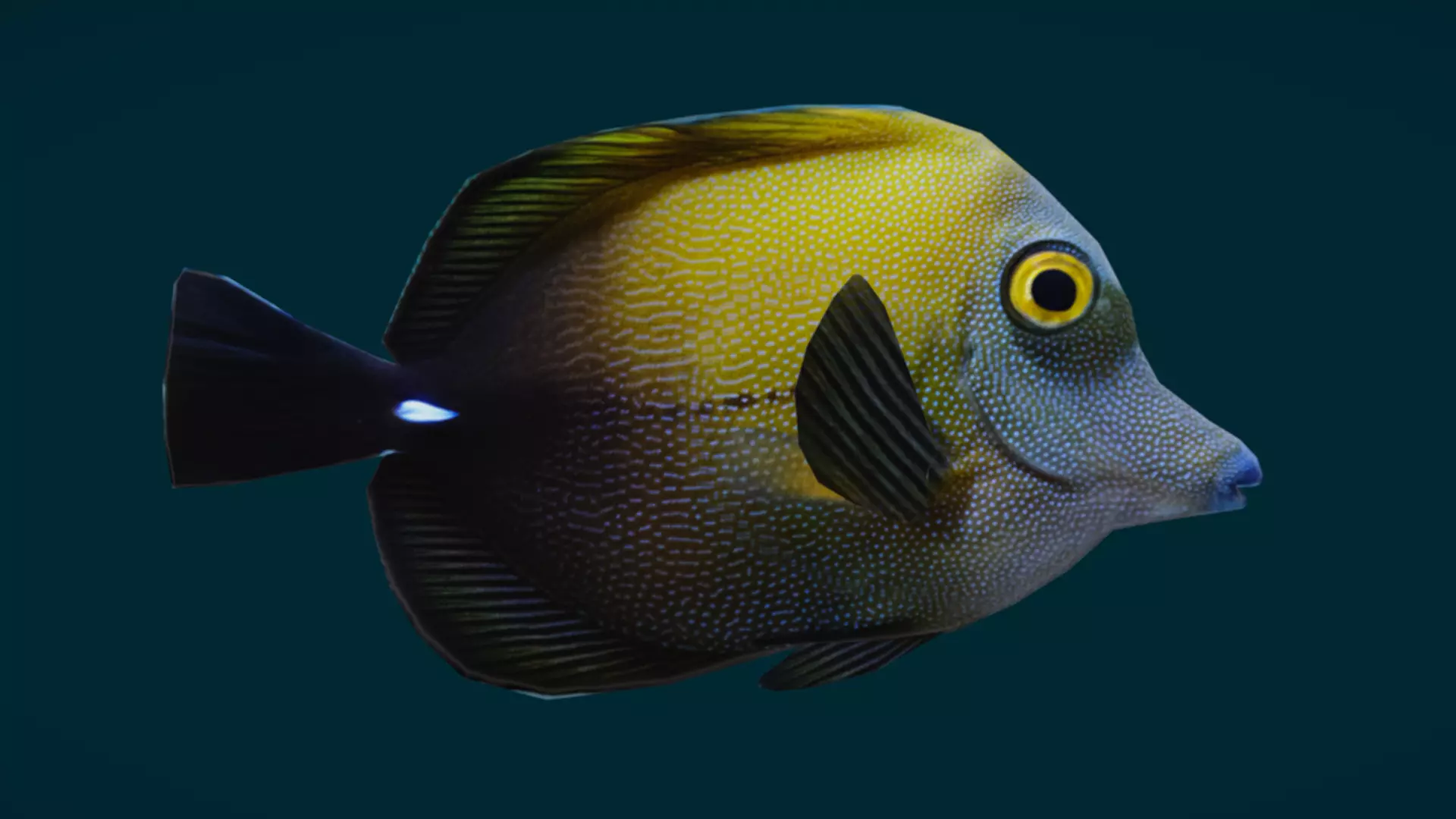 Coral Reef Fish Collection Animated - Game Ready pack 1 Low-poly 3D model_40