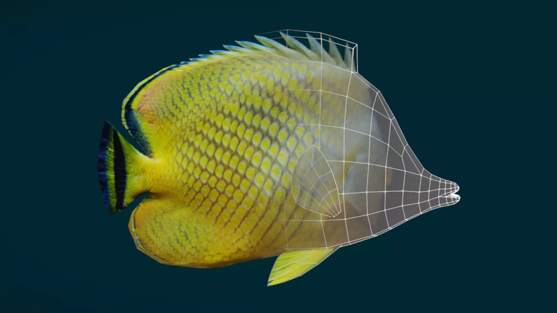 Coral Reef Fish Collection Animated - Game Ready pack 1 Low-poly 3D model_31