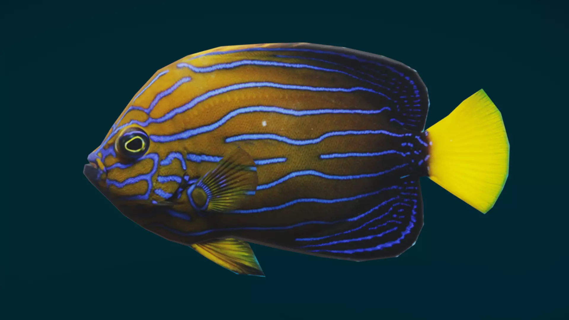 Coral Reef Fish Collection Animated - Game Ready pack 1 Low-poly 3D model_51