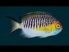Coral Reef Fish Collection Animated - Game Ready pack 1 Low-poly 3D model_8