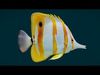 Coral Reef Fish Collection Animated - Game Ready pack 1 Low-poly 3D model_4