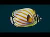 Coral Reef Fish Collection Animated - Game Ready pack 1 Low-poly 3D model_2