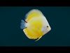 Coral Reef Fish Collection Animated - Game Ready pack 1 Low-poly 3D model_9