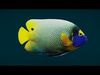 Coral Reef Fish Collection Animated - Game Ready pack 1 Low-poly 3D model_6