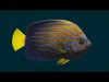 Coral Reef Fish Collection Animated - Game Ready pack 1 Low-poly 3D model_3