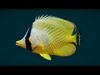 Coral Reef Fish Collection Animated - Game Ready pack 1 Low-poly 3D model_1
