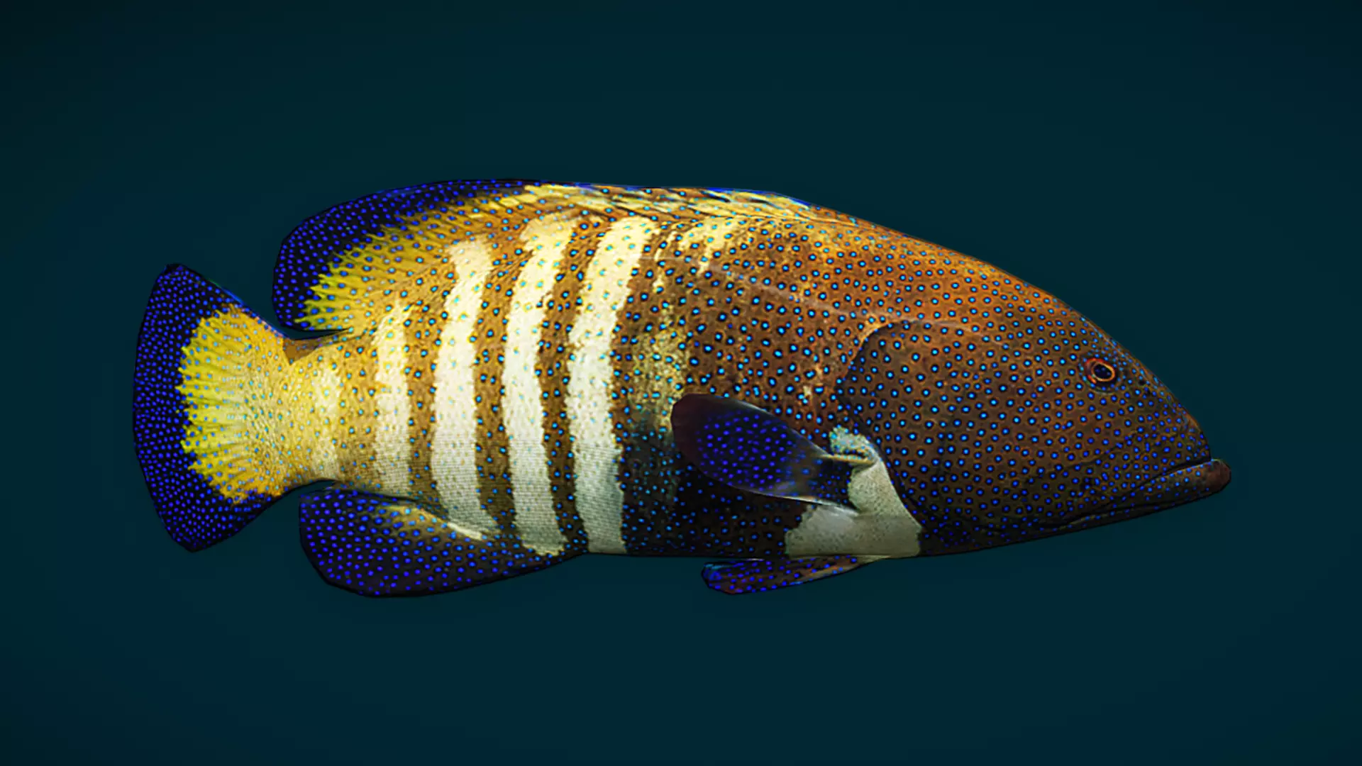 Coral Reef Fish Collection Animated - Game Ready pack 1 Low-poly 3D model_56