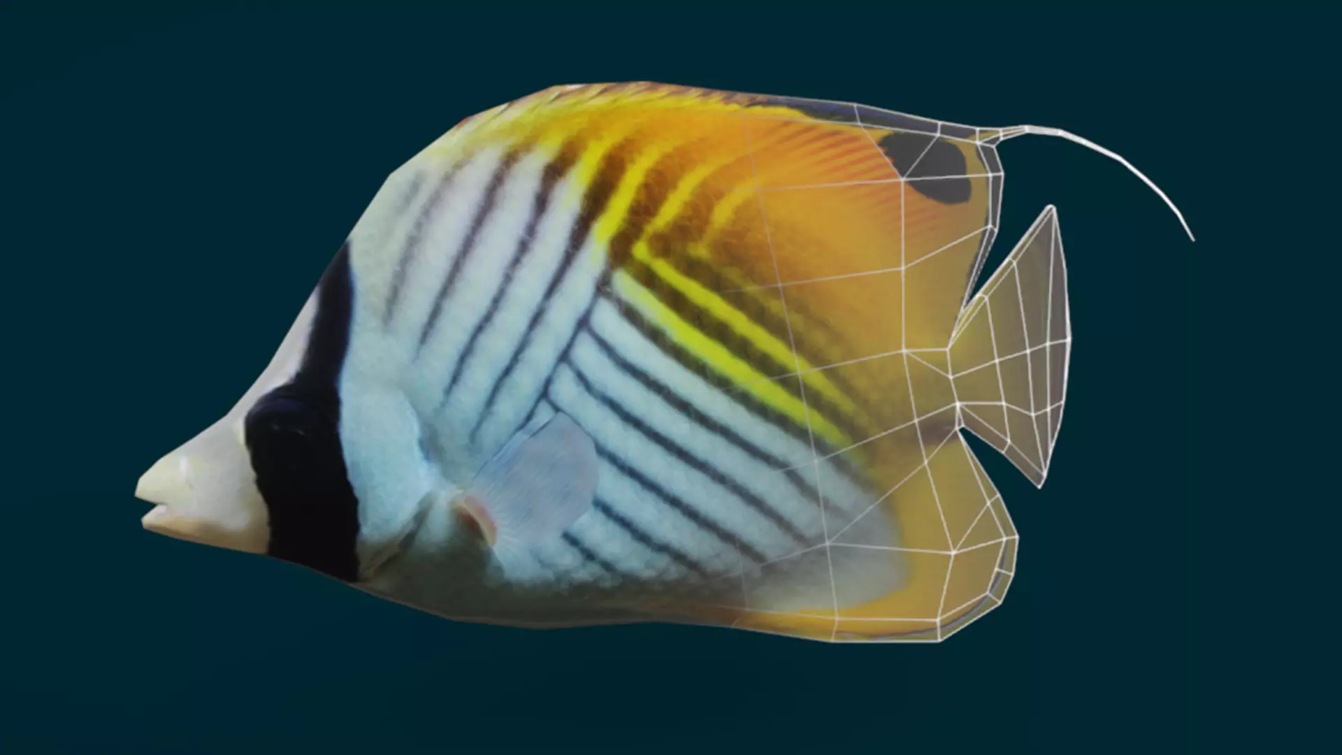 Coral Reef Fish Collection Animated - Game Ready pack 1 Low-poly 3D model_27