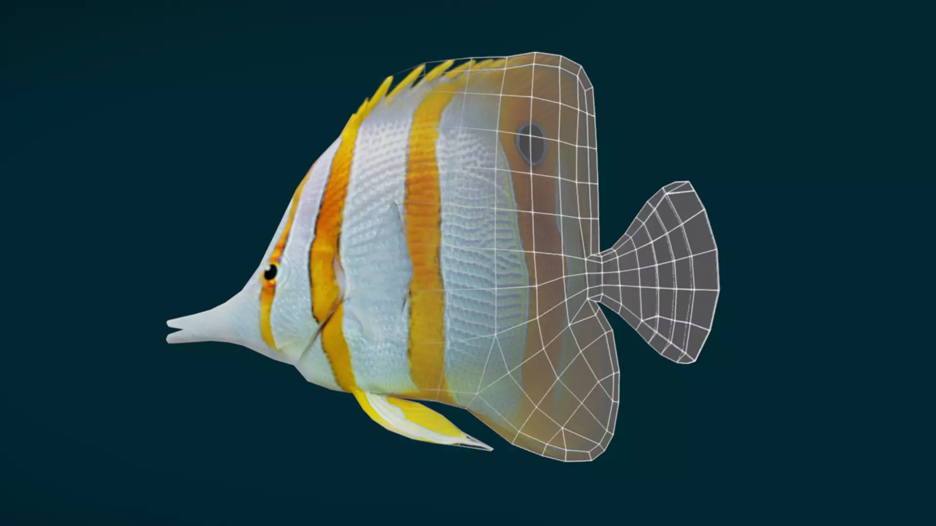 Coral Reef Fish Collection Animated - Game Ready pack 1 Low-poly 3D model_13