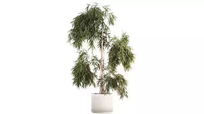 Beautiful weeping willow tree Olive in flowerpot 1346