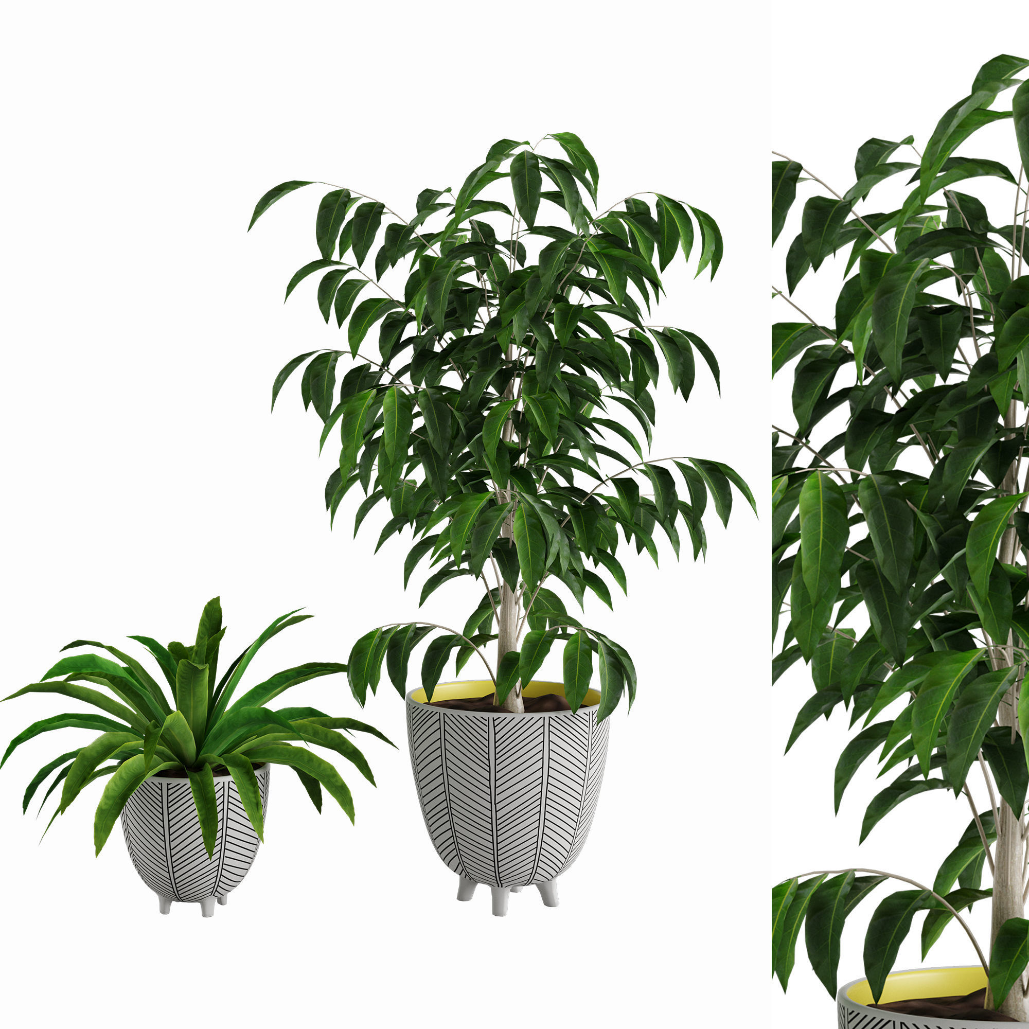 Ficus Plant and Yucca Palm in Handpainted Cachepots  Herringbone 3D model_1
