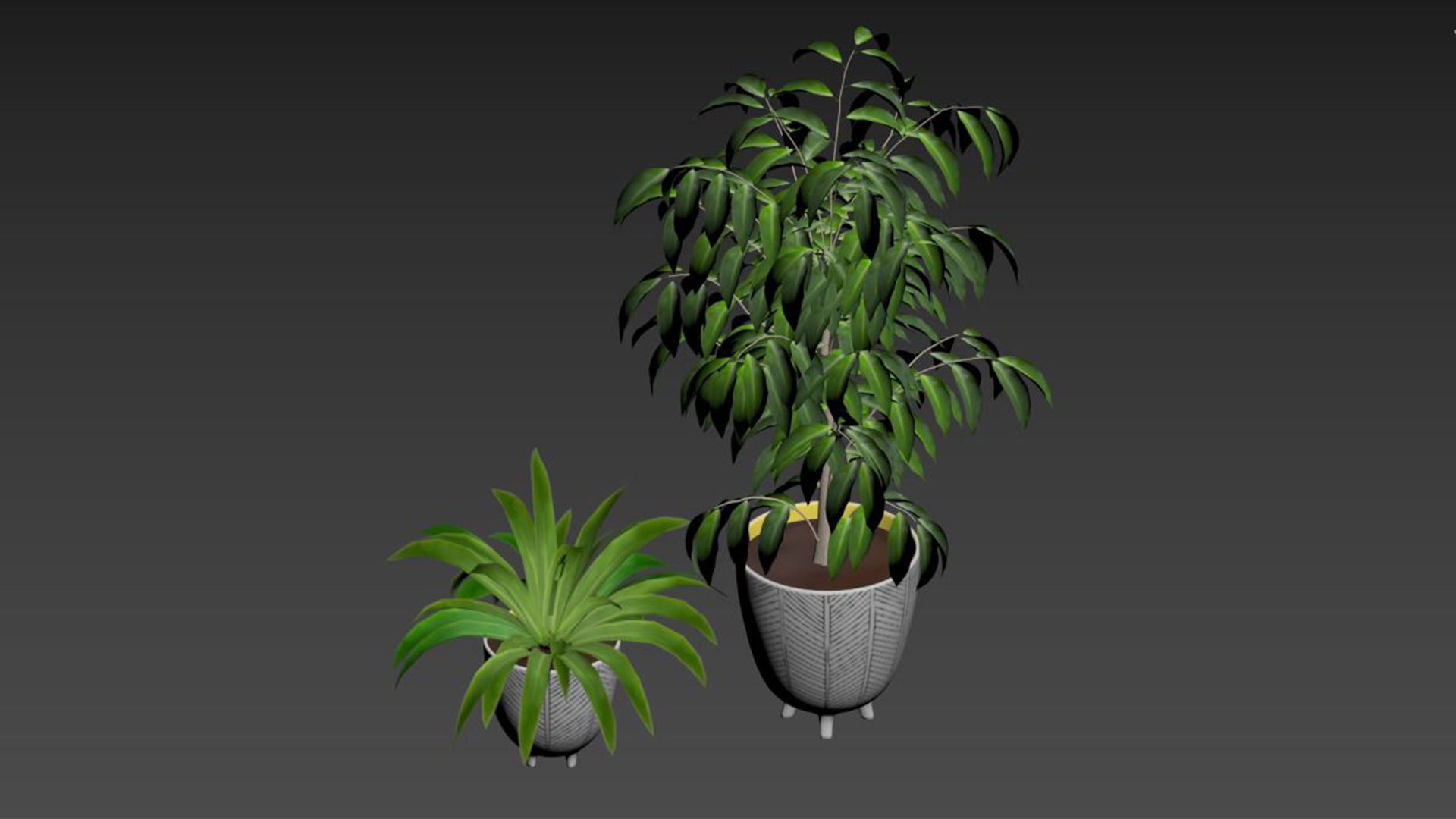 Ficus Plant and Yucca Palm in Handpainted Cachepots  Herringbone 3D model_4